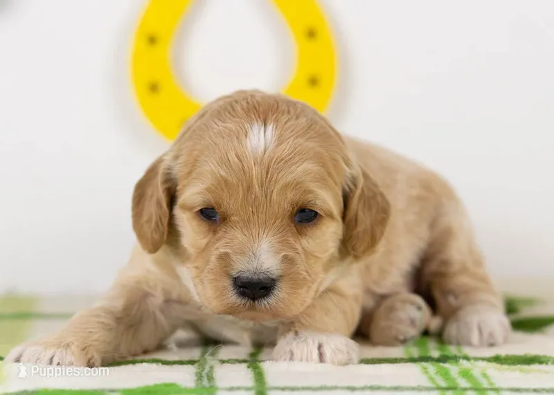 Serena - Mini – Goldendoodle puppy for sale in Goshen, IN