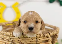 Serena - Mini, a female Goldendoodle for sale in Goshen, IN – Photo 2 of 4