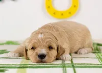 Serena - Mini, a female Goldendoodle for sale in Goshen, IN – Photo 4 of 4