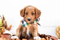 Caviar - Mini, a male Goldendoodle for sale in Goshen, IN – 2 of 3