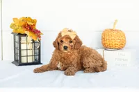 Ladybug - Mini, a female Goldendoodle for sale in Goshen, IN – 4 of 9