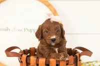 Jiggly - Mini, a female Miniature Goldendoodle for sale in Goshen, IN – 2 of 3