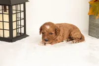 Juniper - Micro, a female Goldendoodle for sale in Goshen, IN – 2 of 4