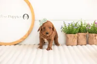 Summer - Mini, a male Miniature Goldendoodle for sale in Goshen, IN – 2 of 3