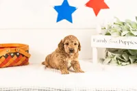 Benji - Micro, a male Goldendoodle for sale in Goshen, IN – 3 of 4