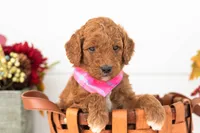 Pooh - Medium, a male Goldendoodle for sale in Goshen, IN – 3 of 4