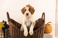 Pamir - Medium, a female Goldendoodle for sale in Goshen, IN – 2 of 5
