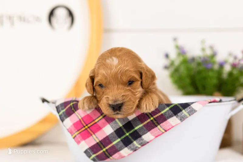 Putzie - Medium – Goldendoodle puppy for sale in Goshen, IN
