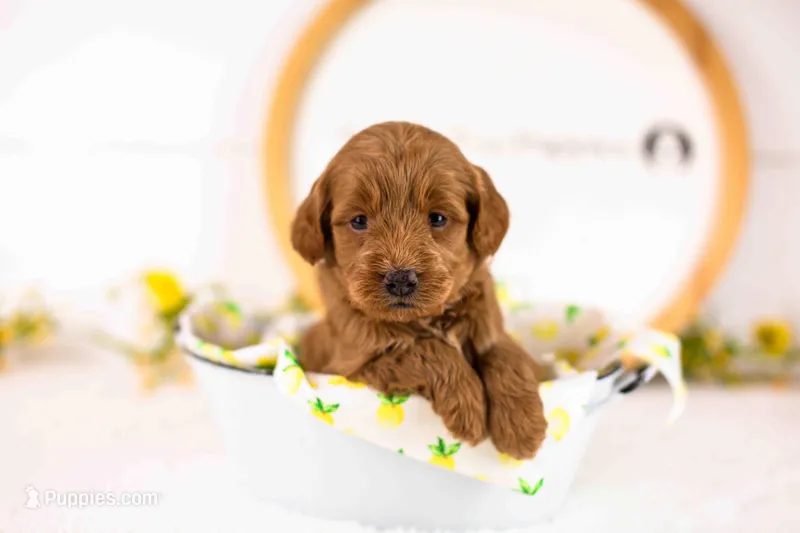 Muffin - Mini – English Goldendoodle puppy for sale in Goshen, IN