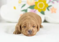 Muffin - Mini, a female English Goldendoodle for sale in Goshen, IN – Photo 4 of 4