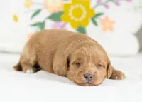 Muffin - Mini, a female English Goldendoodle for sale in Goshen, IN – Photo 3 of 4