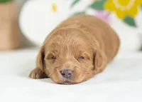 Muffin - Mini, a female English Goldendoodle for sale in Goshen, IN – Photo 2 of 4