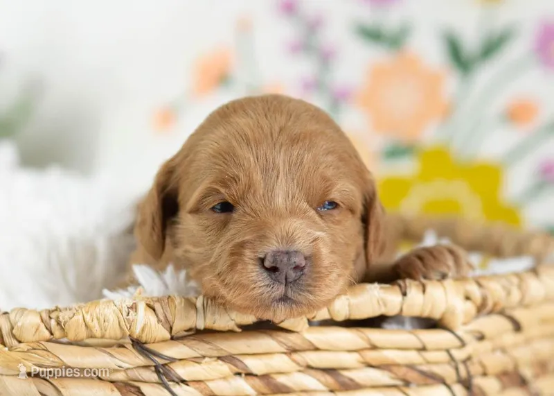 Muffin - Mini – English Goldendoodle puppy for sale in Goshen, IN