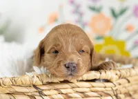 Muffin - Mini, a female English Goldendoodle for sale in Goshen, IN – Photo 1 of 4