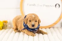 Frodo - Medium, a male Goldendoodle for sale in Goshen, IN – 3 of 3