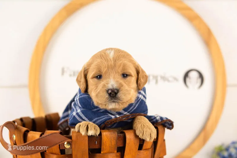 Frodo - Medium – Goldendoodle puppy for sale in Goshen, IN