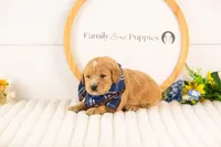 Frodo - Medium, a male Goldendoodle for sale in Goshen, IN – 2 of 3