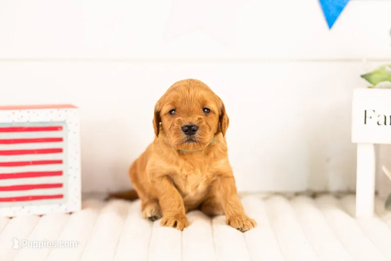 Sequoia - Mini – Miniature Goldendoodle puppy for sale in Goshen, IN