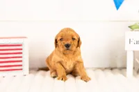 Sequoia - Mini, a female Miniature Goldendoodle for sale in Goshen, IN – 1 of 3