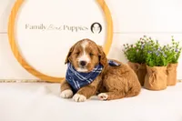 Gruyere - Micro, a male Goldendoodle for sale in Goshen, IN – 4 of 10
