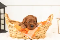 Stan - Micro, a male Goldendoodle for sale in Goshen, IN – 5 of 5