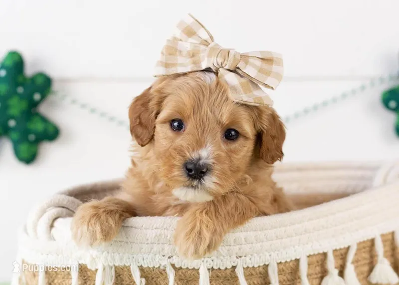 Linda - Micro – Goldendoodle puppy for sale in Goshen, IN