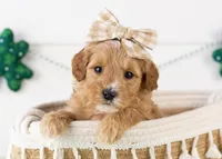Linda - Micro, a female Goldendoodle for sale in Goshen, IN – Photo 1 of 7