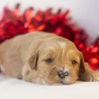 Linda - Micro, a female Goldendoodle for sale in Goshen, IN – Photo 6 of 7