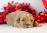 Linda - Micro, a female Goldendoodle for sale in Goshen, IN – Photo 3 of 4