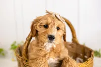 Linda - Micro, a female Goldendoodle for sale in Goshen, IN – 5 of 10