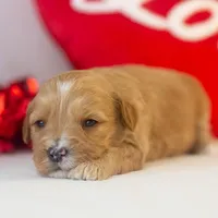 Linda - Micro, a female Goldendoodle for sale in Goshen, IN – Photo 5 of 7