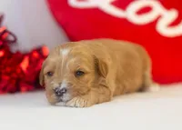 Linda - Micro, a female Goldendoodle for sale in Goshen, IN – Photo 2 of 4