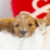 Linda - Micro, a female Goldendoodle for sale in Goshen, IN – Photo 4 of 7