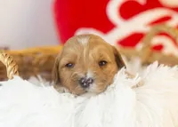 Linda - Micro, a female Goldendoodle for sale in Goshen, IN – Photo 1 of 4
