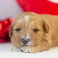 Linda - Micro, a female Goldendoodle for sale in Goshen, IN – Photo 7 of 7