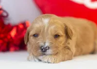 Linda - Micro, a female Goldendoodle for sale in Goshen, IN – Photo 4 of 4