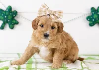 Linda - Micro, a female Goldendoodle for sale in Goshen, IN – Photo 3 of 7