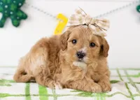 Linda - Micro, a female Goldendoodle for sale in Goshen, IN – Photo 2 of 7