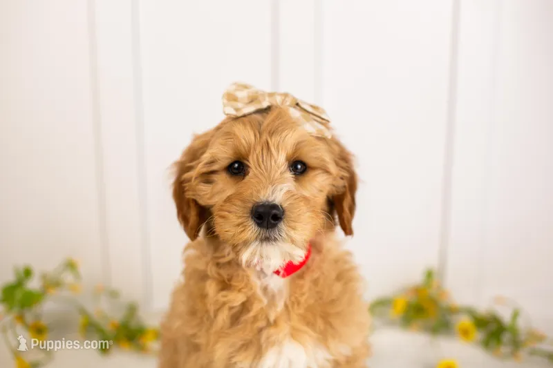 Linda - Micro – Goldendoodle puppy for sale in Goshen, IN