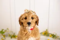 Linda - Micro, a female Goldendoodle for sale in Goshen, IN – 4 of 10
