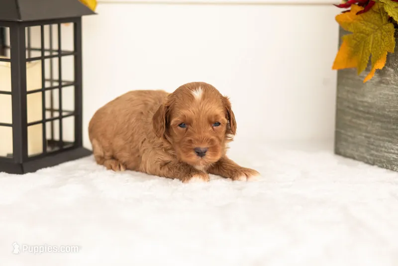Josiah - Micro – Goldendoodle puppy for sale in Goshen, IN