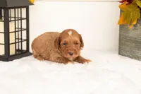 Josiah - Micro, a male Goldendoodle for sale in Goshen, IN – 1 of 4