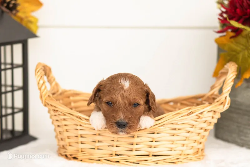 Juniper - Micro – Goldendoodle puppy for sale in Goshen, IN