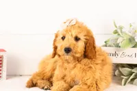 Barbara - Micro, a female Goldendoodle for sale in Goshen, IN – 2 of 10