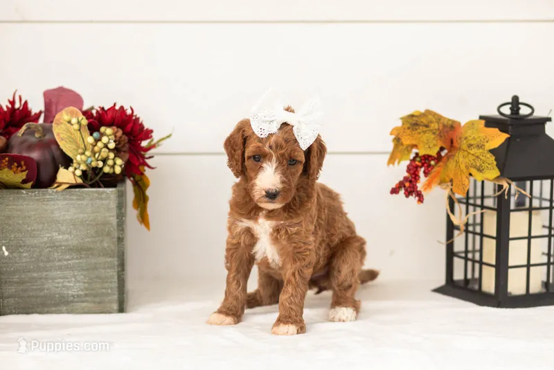 Kanga - Medium – Goldendoodle puppy for sale in Goshen, IN