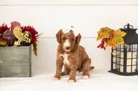 Kanga - Medium, a female Goldendoodle for sale in Goshen, IN – 1 of 4