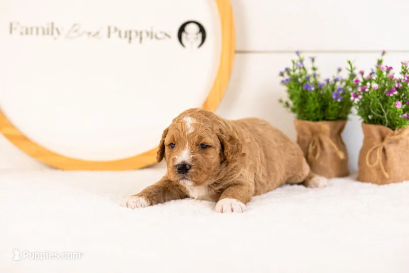 Brie - Micro – Goldendoodle puppy for sale in Goshen, IN