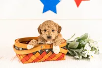 Caleb - Micro, a male Goldendoodle for sale in Goshen, IN – 4 of 4