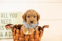 Max - Medium, a male Goldendoodle for sale in Goshen, IN – 3 of 3