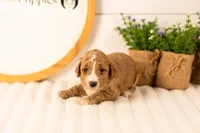 Lola - Medium, a female Goldendoodle for sale in Goshen, IN – 3 of 4